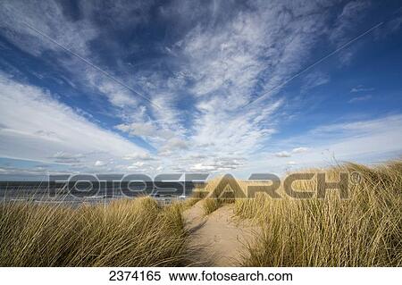 Grasses growing on the sand along the water's edge; Bamburgh, Northumberland, England View Large Photo Image Stock Photography - Grasses growing on the sand along the water's edge; Bamburgh, Northumberland, England. Fotosearch