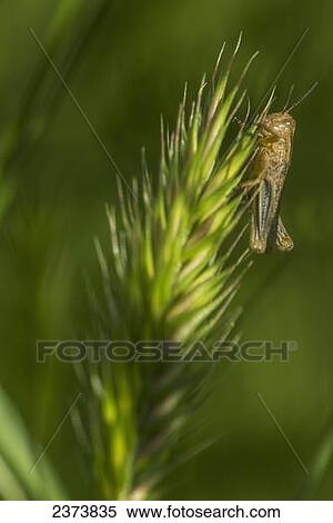 Stock Photography - Grasshopper on crested wheat grass, Grasslands National Park; Saskatchewan, Canada. Fotosearch