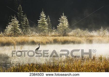 Great Blue Heron (Ardea herodias) fishing in Costello Creek at sunrise while mist rises off the water, Algonquin Park; Ontario, Canada View Large Photo Image Stock Image - Great Blue Heron (Ardea herodias) fishing in Costello Creek at sunrise while mist rises off the water, Algonquin Park; Ontario, Canada. Fotosearch
