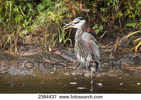 Great Blue Heron (Ardea herodias) eating a fish after catching it in Costello Creek, Algonquin Park; Ontario, Canada View Large Photo Image Stock Photo - Great Blue Heron (Ardea herodias) eating a fish after catching it in Costello Creek, Algonquin Park; Ontario, Canada. Fotosearch