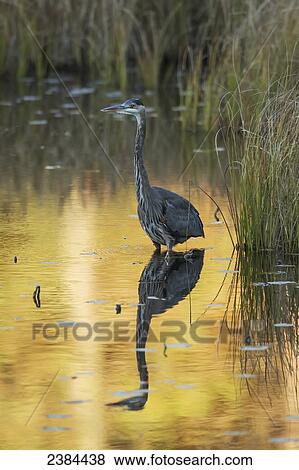 Great Blue Heron (Ardea herodias) fishing in Costello Creek, Algonquin Park; Ontario, Canada View Large Photo Image Stock Photo - Great Blue Heron (Ardea herodias) fishing in Costello Creek, Algonquin Park; Ontario, Canada. Fotosearch