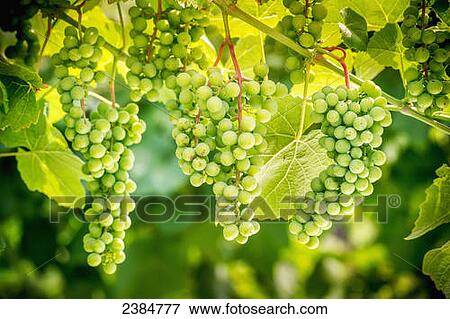 Green grapes on a vine; Northeast, Pennsylvania, United States of America View Large Photo Image Stock Photo - Green grapes on a vine; Northeast, Pennsylvania, United States of America. Fotosearch