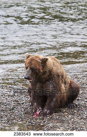 Stock Image - Grizzly bear eating a salmon at Brooks Falls in Katmai National Park & Preserve, Southwest Alaska; Alaska, United States of America. Fotosearch