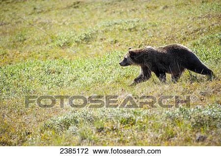 Grizzly bear on the tundra, Denali National Park, Southcentral, Alaska, Fall View Large Photo Image Stock Image - Grizzly bear on the tundra, Denali National Park, Southcentral, Alaska, Fall. Fotosearch