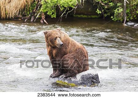 Picture - Grizzly bear (Ursus arctos) fishing for sockeye salmon at Brooks Falls in Katmai National Park & Preserve, Southwest Alaska; Alaska, United States of America. Fotosearch