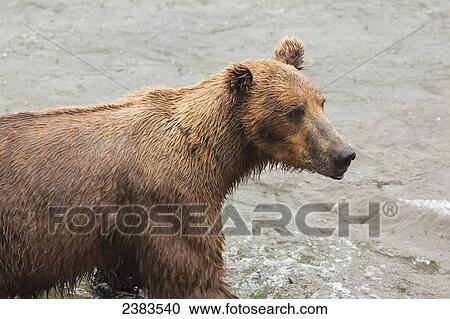 Stock Image - Grizzly bear (Ursus arctos) fishing for sockeye salmon at Brooks Falls in Katmai National Park & Preserve, Southwest Alaska; Alaska, United States of America. Fotosearch