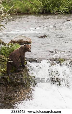 Grizzly bear (Ursus arctos) fishing for sockeye salmon at Brooks Falls in Katmai National Park & Preserve, Southwest Alaska; Alaska, United States of America View Large Photo Image Stock Image - Grizzly bear (Ursus arctos) fishing for sockeye salmon at Brooks Falls in Katmai National Park & Preserve, Southwest Alaska; Alaska, United States of America. Fotosearch