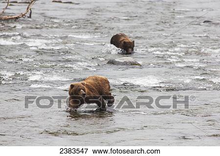 Stock Photo - Grizzly bear (Ursus arctos) fishing for sockeye salmon at Brooks Falls in Katmai National Park & Preserve, Southwest Alaska; Alaska, United States of America. Fotosearch
