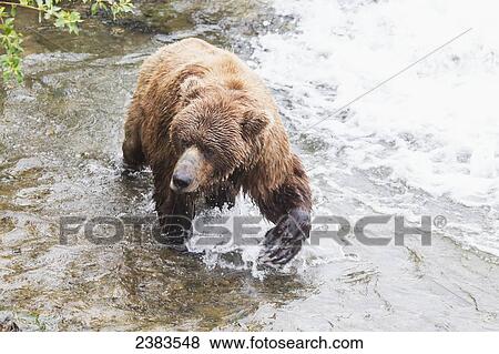 Grizzly bear (Ursus arctos) fishing for sockeye salmon at Brooks Falls in Katmai National Park & Preserve, Southwest Alaska; Alaska, United States of America View Large Photo Image Stock Photo - Grizzly bear (Ursus arctos) fishing for sockeye salmon at Brooks Falls in Katmai National Park & Preserve, Southwest Alaska; Alaska, United States of America. Fotosearch