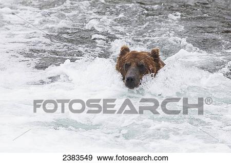 Stock Photo - Grizzly bear (Ursus arctos) fishing for sockeye salmon at Brooks Falls in Katmai National Park & Preserve, Southwest Alaska; Alaska, United States of America. Fotosearch
