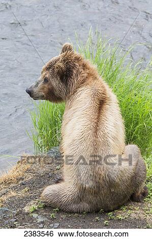 Grizzly bear (Ursus arctos) fishing for sockeye salmon at Brooks Falls in Katmai National Park & Preserve, Southwest Alaska; Alaska, United States of America View Large Photo Image Stock Photograph - Grizzly bear (Ursus arctos) fishing for sockeye salmon at Brooks Falls in Katmai National Park & Preserve, Southwest Alaska; Alaska, United States of America. Fotosearch