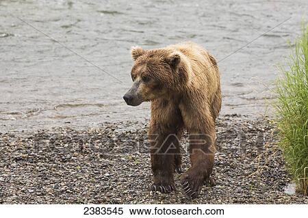 Stock Photography - Grizzly bear (Ursus arctos) fishing for sockeye salmon at Brooks Falls in Katmai National Park & Preserve, Southwest Alaska; Alaska, United States of America. Fotosearch