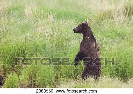 Stock Image - Grizzly bear (ursus arctos) standing on it's hind legs to get a view above the weeds near the Brooks River in Katmai National Park and Preserve, Southwest Alaska; Alaska, United States of America. Fotosearch