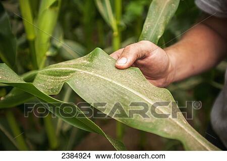Picture - Hand holding a corn leaf; Centreville, Maryland, United States of America. Fotosearch