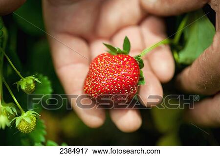 Stock Photo - Hand holding a strawberry; Biglersville, Pennsylvania, United States of America. Fotosearch