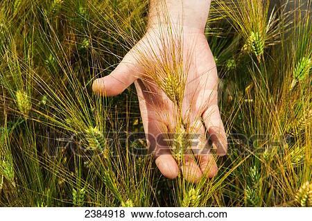 Hand holding barley; Cordova, Maryland, United States of America View Large Photo Image Stock Photo - Hand holding barley; Cordova, Maryland, United States of America. Fotosearch