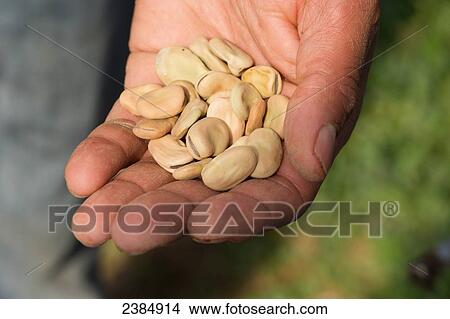 Picture - Hand holding pile of seeds for planting; Sparks, Maryland, United States of America. Fotosearch