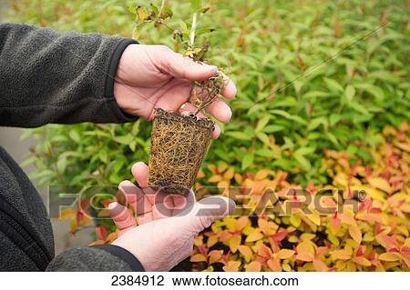 Hands holding a plant plug in a greenhouse in a nursery; Salisbury, Maryland, United States of America View Large Photo Image Stock Image - Hands holding a plant plug in a greenhouse in a nursery; Salisbury, Maryland, United States of America. Fotosearch