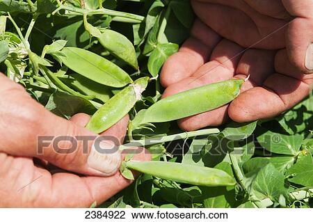 Hands holding pea pods; Preston, Maryland, United States of America View Large Photo Image Stock Image - Hands holding pea pods; Preston, Maryland, United States of America. Fotosearch