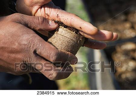 Hands patting down soil in a seed pot in a greenhouse; Sparks, Maryland, United States of America View Large Photo Image Stock Photography - Hands patting down soil in a seed pot in a greenhouse; Sparks, Maryland, United States of America. Fotosearch