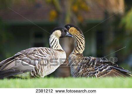 Hawaiian Goose (Nene); Maui, Hawaii, United States of America View Large Photo Image Stock Image - Hawaiian Goose (Nene); Maui, Hawaii, United States of America. Fotosearch