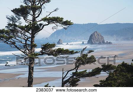 Haystack Rock and Tillamook Head are well-known landmarks on the Oregon Coast; Oregon, United States of America View Large Photo Image Stock Photo - Haystack Rock and Tillamook Head are well-known landmarks on the Oregon Coast; Oregon, United States of America. Fotosearch