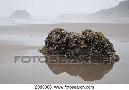 Heavy fog over the beach; Cannon Beach, Oregon, United States of America View Large Photo Image Stock Photo - Heavy fog over the beach; Cannon Beach, Oregon, United States of America. Fotosearch