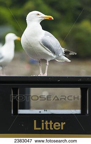 Herring Gull (Larus argentatus) on litter bin; Portree, Isle of Skye, Scotland View Large Photo Image Stock Photo - Herring Gull (Larus argentatus) on litter bin; Portree, Isle of Skye, Scotland. Fotosearch