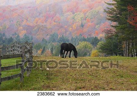 Horse grazing in early morning light and fog in autumn; Iron Hill, Quebec, Canada View Large Photo Image Stock Image - Horse grazing in early morning light and fog in autumn; Iron Hill, Quebec, Canada. Fotosearch