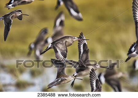 Stock Photo - Hudsonian Godwit (Limosa haemastica) in flight; Manitoba, Canada. Fotosearch