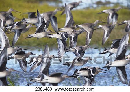 Stock Photo - Hudsonian Godwit (Limosa haemastica) in flight; Manitoba, Canada. Fotosearch