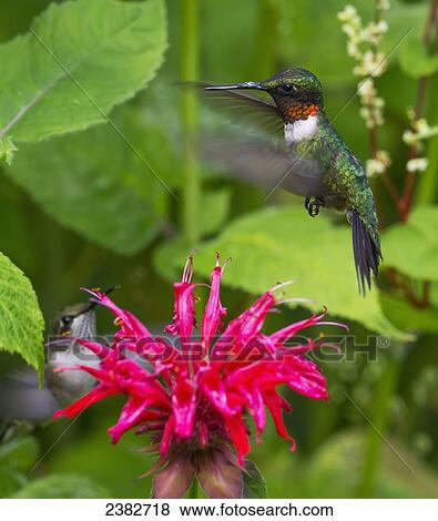Hummingbirds hover over a red flower; Field, Ontario, Canada View Large Photo Image Stock Photo - Hummingbirds hover over a red flower; Field, Ontario, Canada. Fotosearch