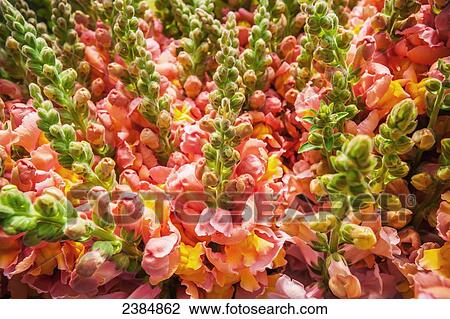 Stock Image - Hydroponics snapdragons (Antirrhinum); White Hall, Maryland, United States of America. Fotosearch