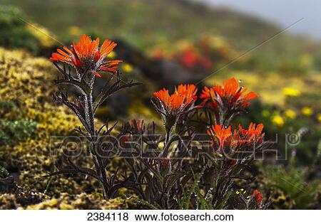 Stock Photo - Indian Paintbrush (Castilleja) blooms on a hillside; Elsie, Oregon, United States of America. Fotosearch