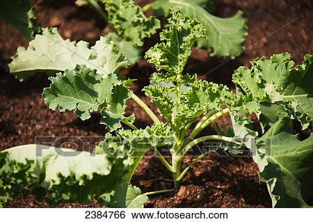 Kale growing in a garden; Thurmont, Maryland, United States of America View Large Photo Image Stock Photograph - Kale growing in a garden; Thurmont, Maryland, United States of America. Fotosearch