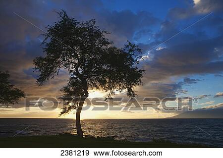 Kiawe tree silhouetted at sunset; Makena, Maui, Hawaii, United States of America View Large Photo Image Stock Photo - Kiawe tree silhouetted at sunset; Makena, Maui, Hawaii, United States of America. Fotosearch