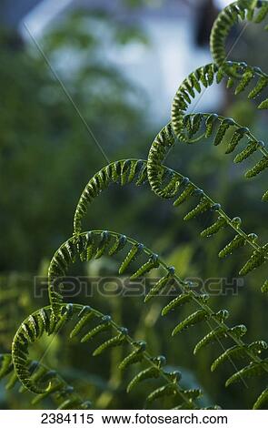Stock Photography - Lady fern grows in a swampy area; Astoria, Oregon, United States of America. Fotosearch