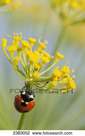 Stock Image - Ladybug on dill blossom; Astoria, Oregon, United States of America. Fotosearch