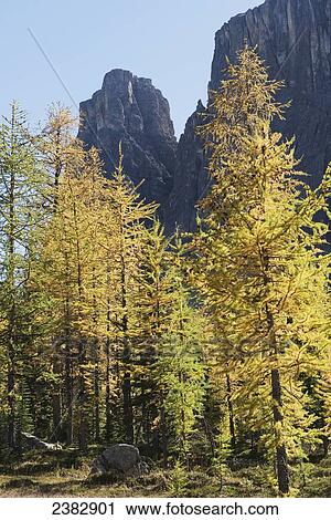 Larch tree turning golden at Rockbound Lake; Alberta, Canada View Large Photo Image Stock Image - Larch tree turning golden at Rockbound Lake; Alberta, Canada. Fotosearch