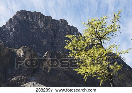 Stock Photo - Larch tree turning golden at Rockbound Lake; Alberta, Canada. Fotosearch