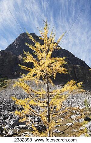 Larch tree turning golden at Rockbound Lake; Alberta, Canada View Large Photo Image Stock Photo - Larch tree turning golden at Rockbound Lake; Alberta, Canada. Fotosearch