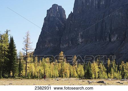 Stock Image - Larch trees turning golden at Rockbound Lake, Banff National Park; Alberta, Canada. Fotosearch