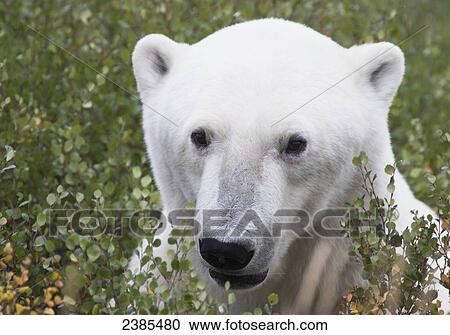 Large male polar bear (ursus maritimus) sitting in the willow bushes near Churchill; Manitoba, Canada View Large Photo Image Stock Image - Large male polar bear (ursus maritimus) sitting in the willow bushes near Churchill; Manitoba, Canada. Fotosearch