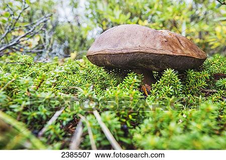 Stock Photo - Large mushroom growing in the tundra along the Hudson Bay shoreline; Manitoba, Canada. Fotosearch