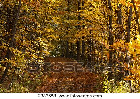 Leaf covered road in autumn; Dunham, Quebec, Canada View Large Photo Image Stock Photo - Leaf covered road in autumn; Dunham, Quebec, Canada. Fotosearch