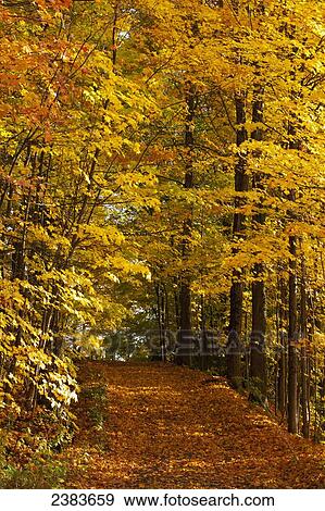 Stock Photo - Leaf covered road in autumn; Dunham, Quebec, Canada. Fotosearch