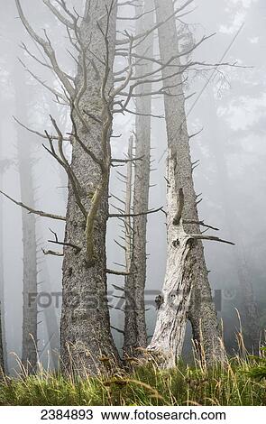 Stock Image - Leafless trees in the fog; Cannon Beach, Oregon, United States of America. Fotosearch