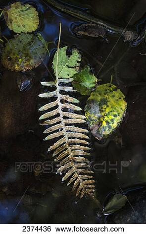 Leaves float in a stream; Elsie, Oregon, United States of America View Large Photo Image Stock Photograph - Leaves float in a stream; Elsie, Oregon, United States of America. Fotosearch