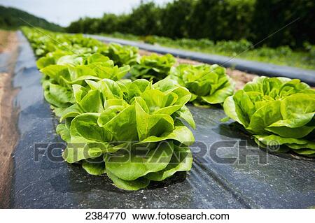 Lettuce growing in rows; Biglersville, Pennsylvania, United States of America View Large Photo Image Stock Image - Lettuce growing in rows; Biglersville, Pennsylvania, United States of America. Fotosearch