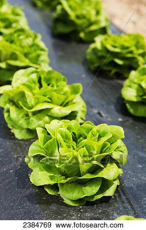 Lettuce growing in rows; Biglersville, Pennsylvania, United States of America View Large Photo Image Stock Photo - Lettuce growing in rows; Biglersville, Pennsylvania, United States of America. Fotosearch